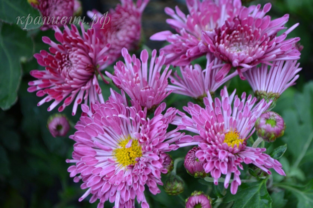 хризантема серафима