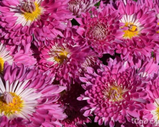 серафима хризантема корейская