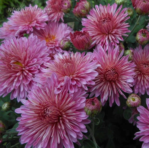 серебряная ладья хризантема корейская