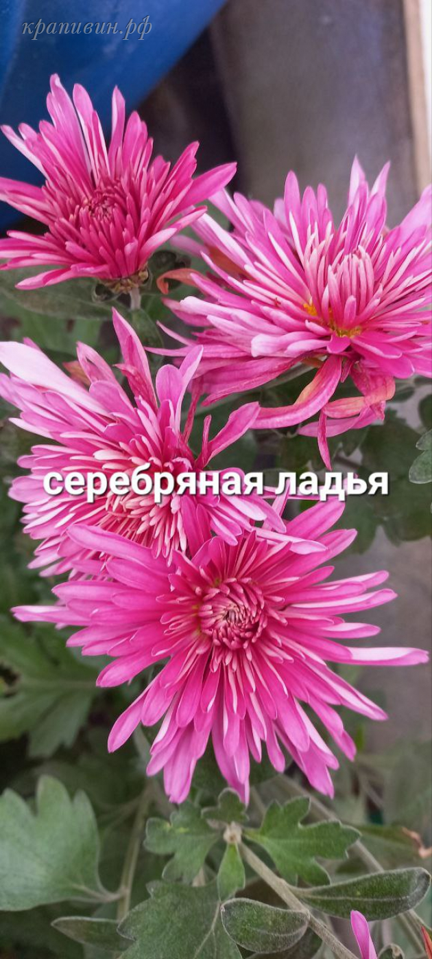 серебряная ладья хризантема