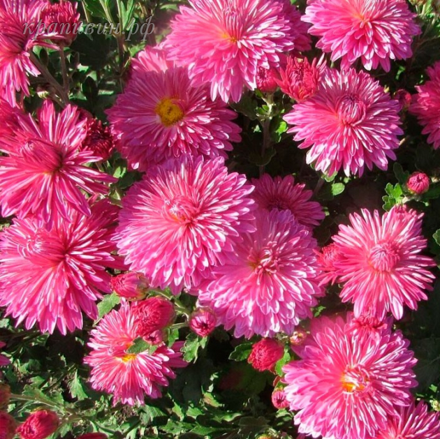 питомник растаний