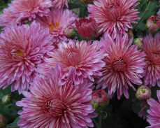 серебряная ладья хризантема корейская