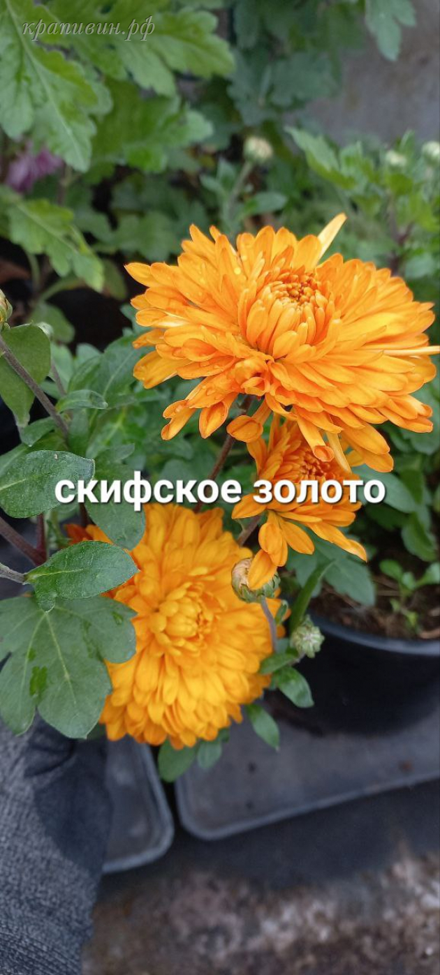 хризантема корейская скифское золото