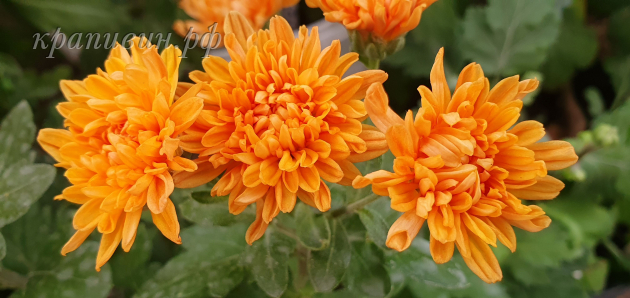 скифское золото хризантема корейская