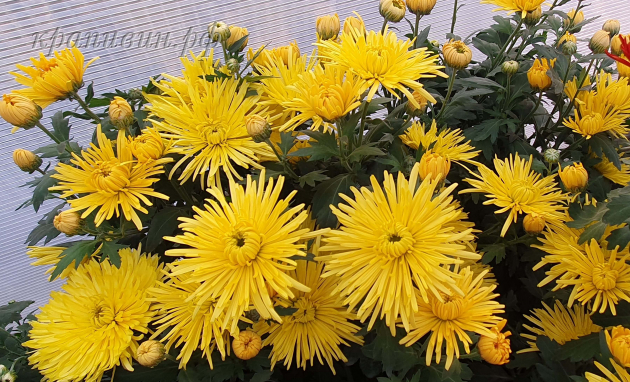 сонечко хризантема корейская