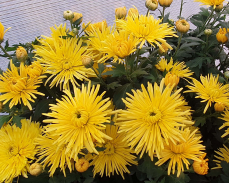 сонечко хризантема корейская