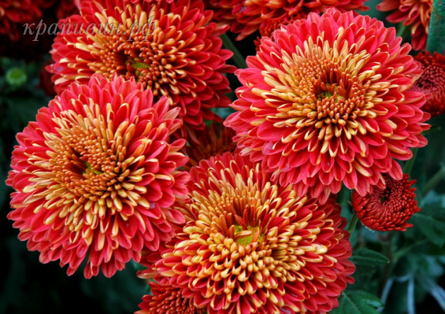 хризантема сударушка