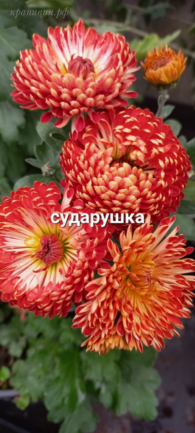 хризантема корейская сударушка