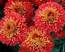 хризантема сударушка