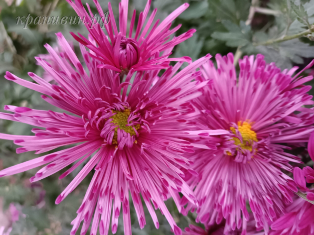 хризантема сутинки