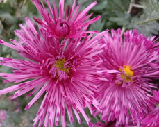 хризантема сутинки