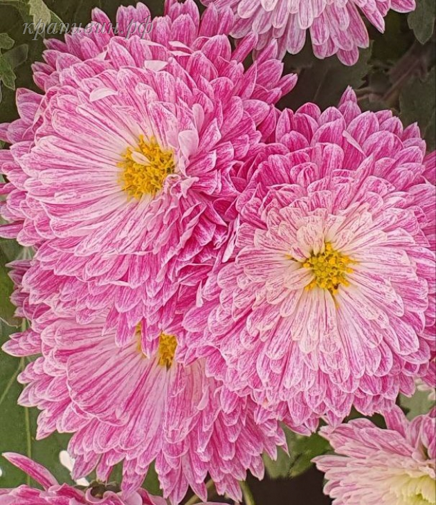 хризантема сюзанна