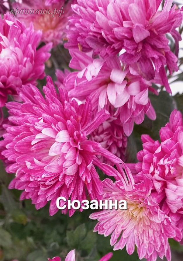 корейская хризантема сюзанна