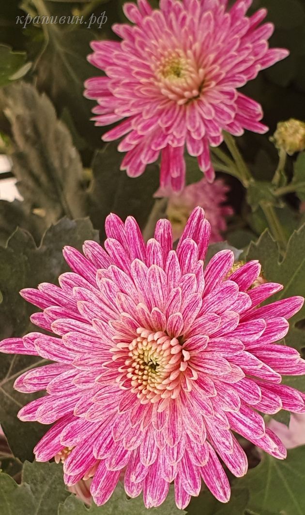 питомник крапивиных