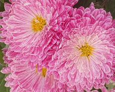 хризантема сюзанна