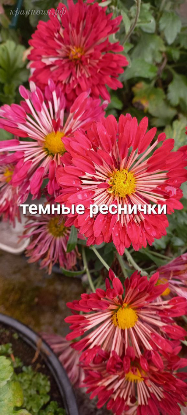 хризантема темные реснички