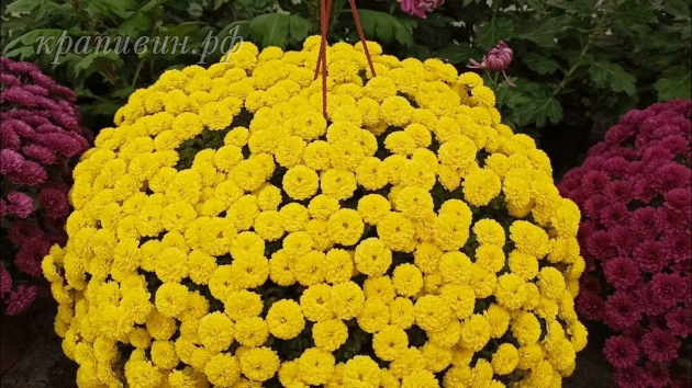 хризантема скайфол