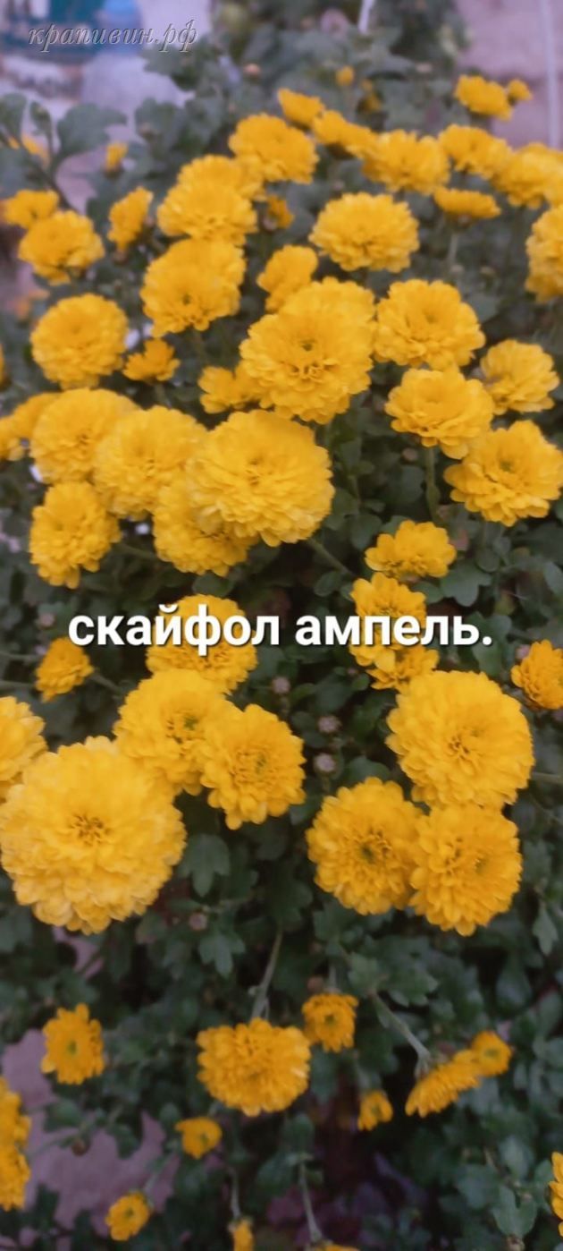 хризантема ампельная скайфолл