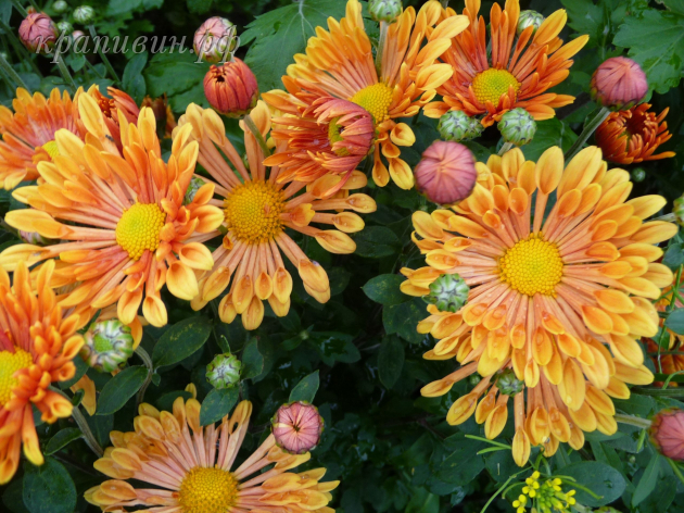 хризантема троильбосс