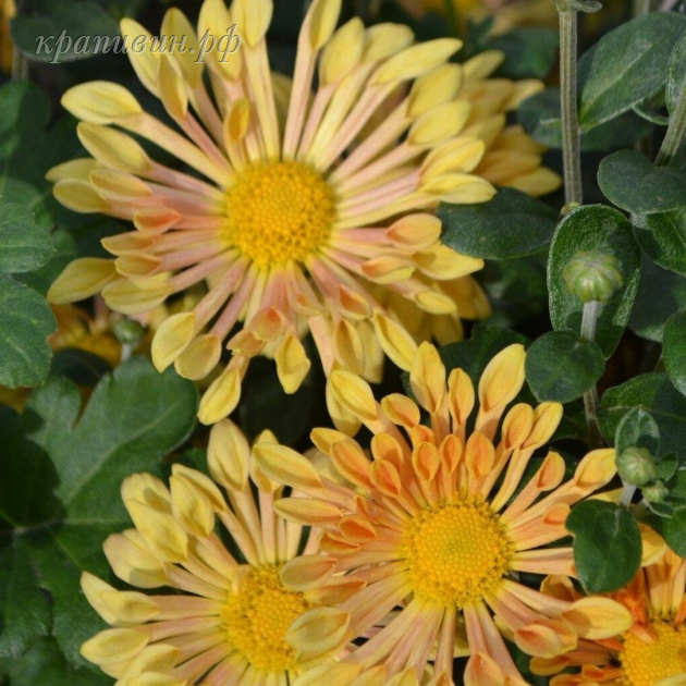 хризантема корейская Троильбосс