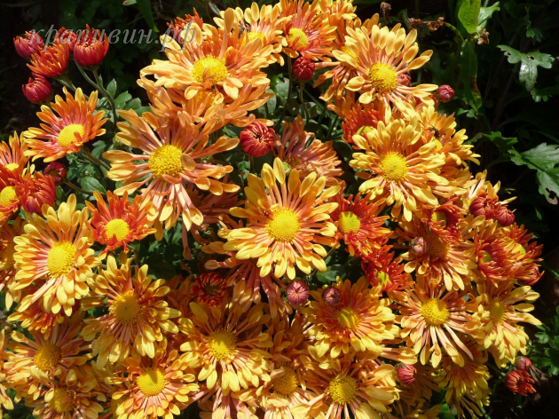 троильбоссе хризантема