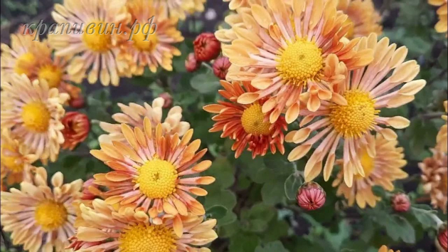 троильбоссе хризантема корейская