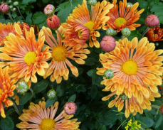 хризантема троильбосс