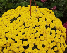 хризантема скайфол