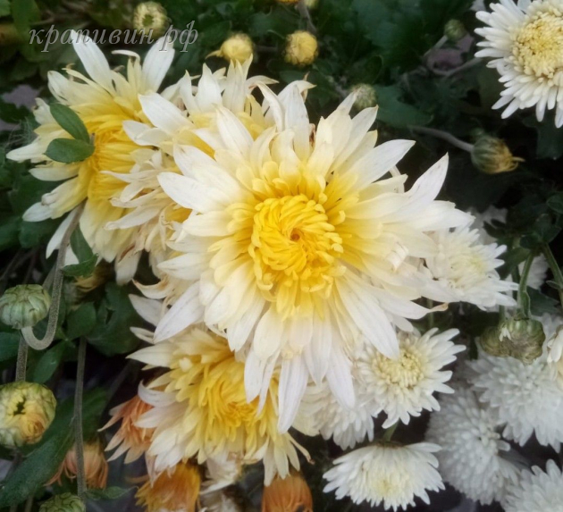 фаворитка хризантема корейская