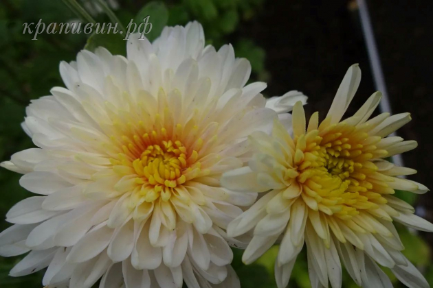 хризантема корейская фаворитка
