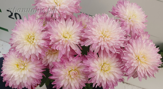 хризантема корейская хамелион лада