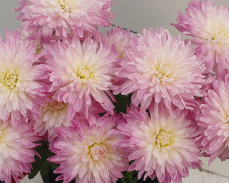 хризантема корейская хамелион лада