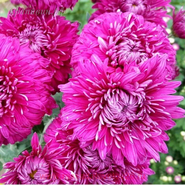 хризантема царица тамара