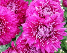 хризантема царица тамара