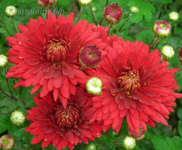 хризантема корейская червона калына