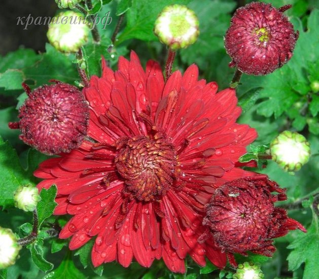 червона калына фото и описание