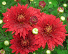 хризантема корейская червона калына