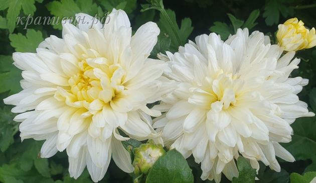 хризантема чудесница