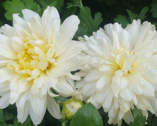 хризантема чудесница