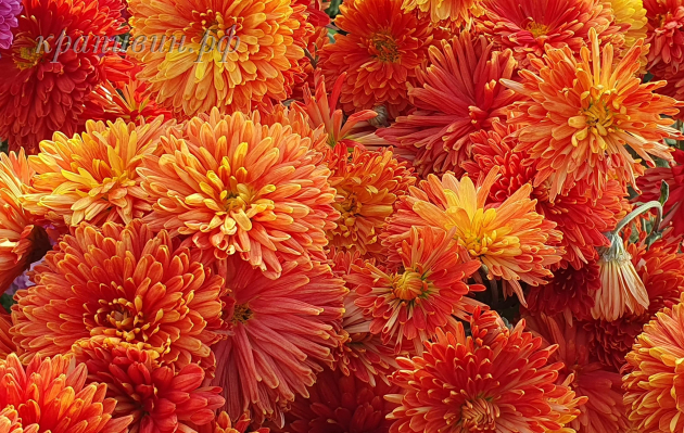 шапка мономаха хризантема