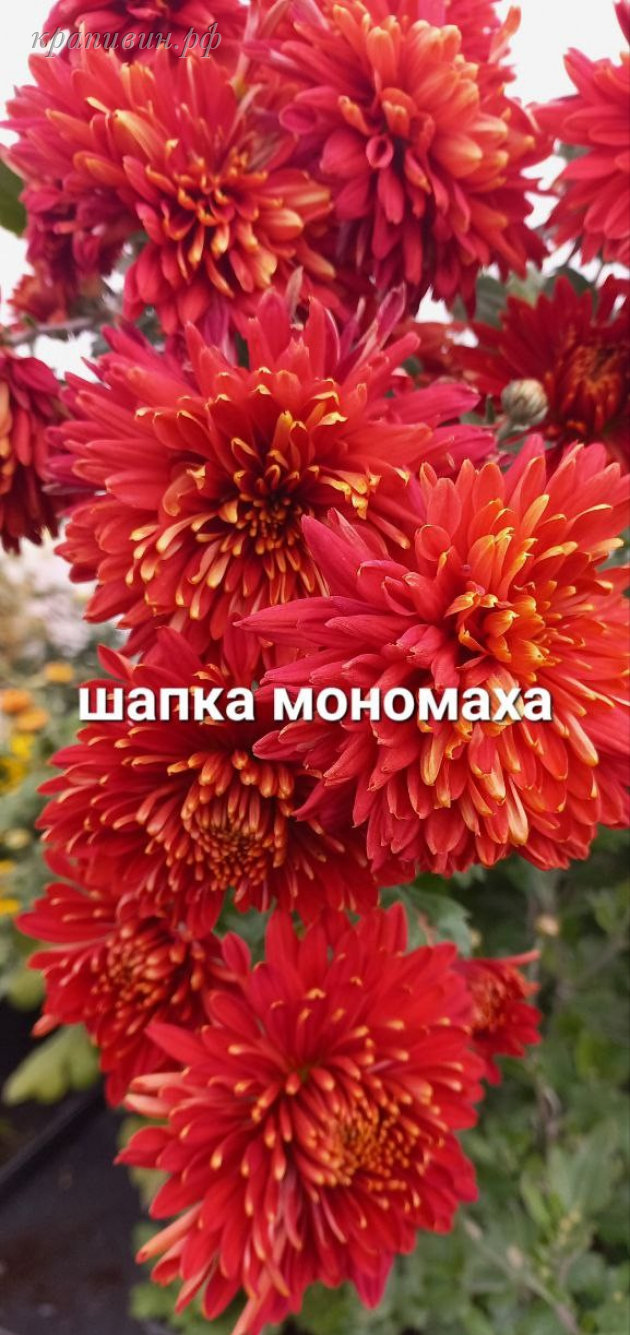 шапка мономаха хризантема корейская