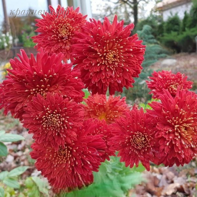 шапка мономаха хризантема корейская фото и описание