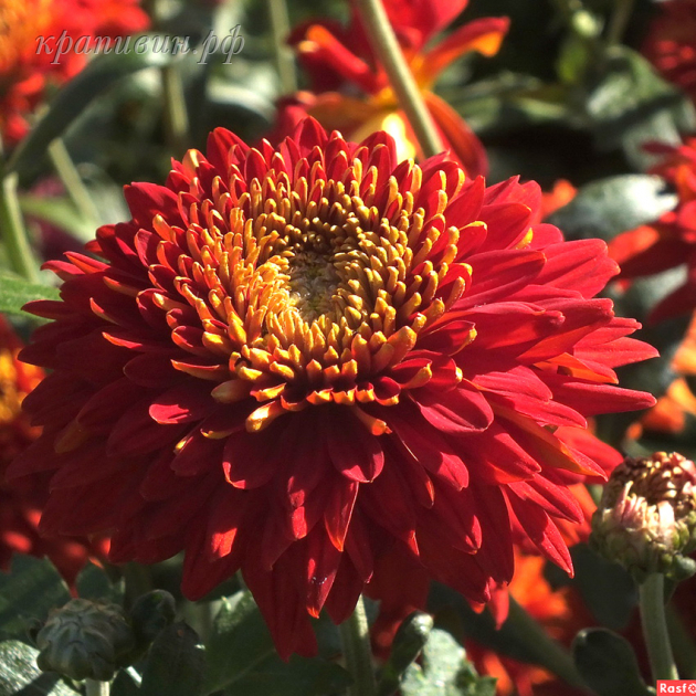 хризантемы корейские заказать