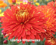 хризантема корейская шапка мономаха  фото и описание