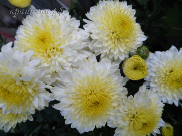 элен вайт хризантема