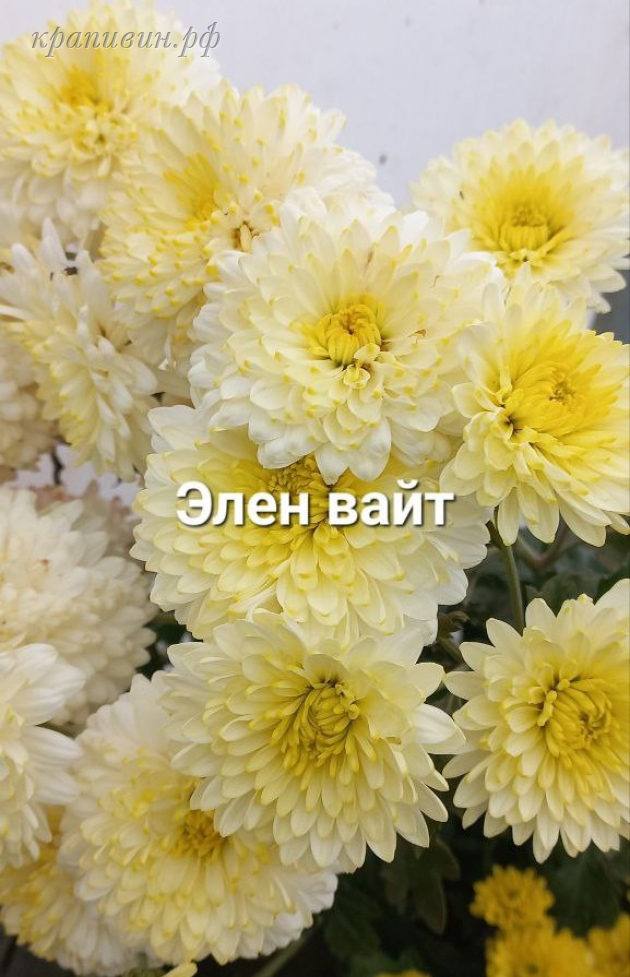 хризантема корейская элен вайт