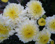 элен вайт хризантема