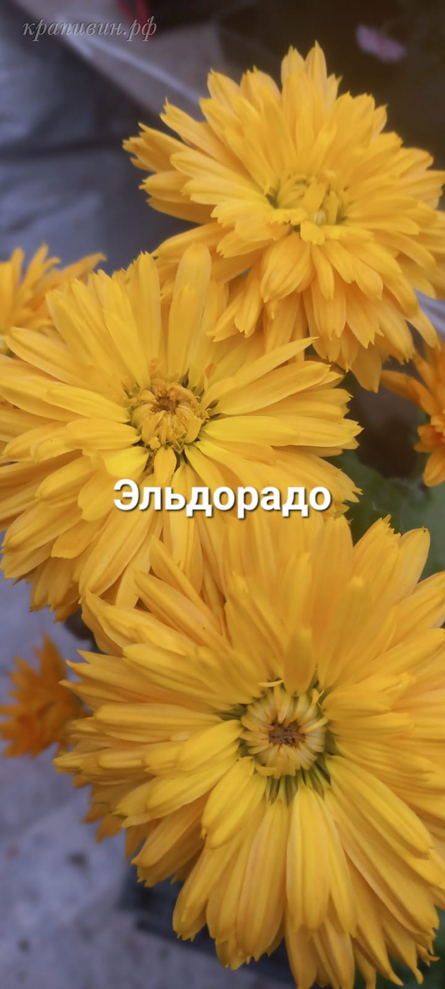 хризантема корейская эльдорадо