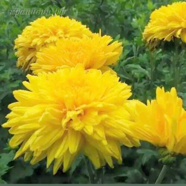 эльдорадо хризантема корейская фото