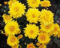 хризантема эльдорадо